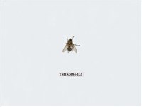 藏品(雙翅目)的圖片